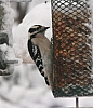 woodpecker_downy_woodpecker_picoides_pubescens (2).jpg